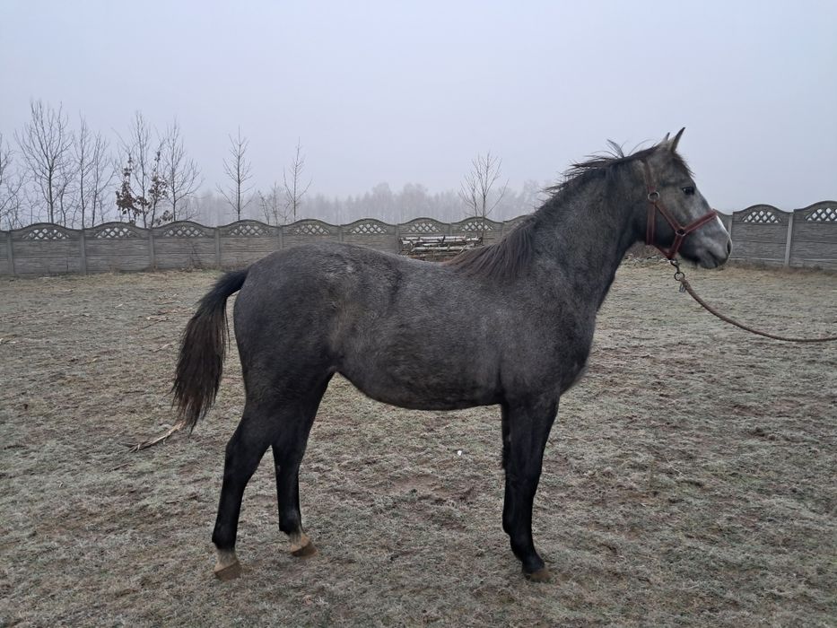 Klacz śląska programowa