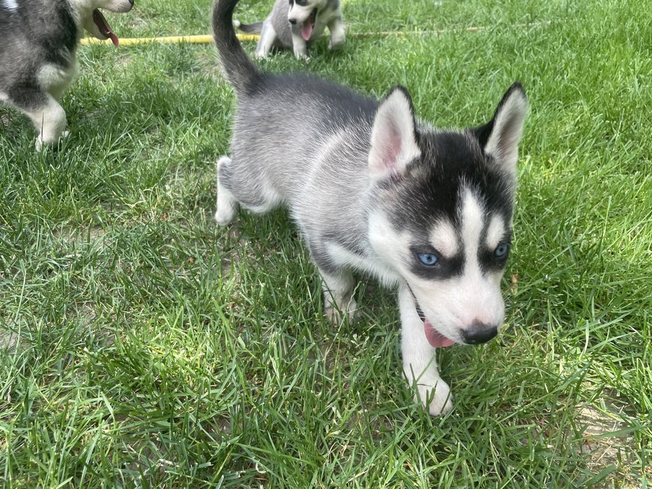 Szczeniak Siberian Husky