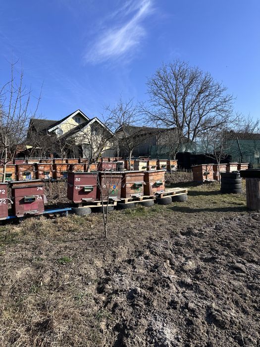 Продам частково пасіку