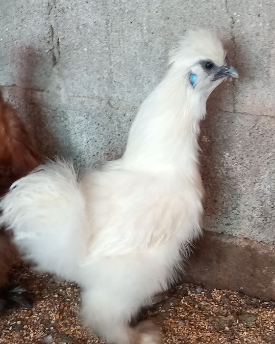 3 machos para mudar de capoeiro.