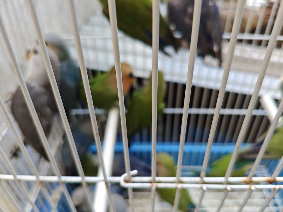 Roseicollis muito bonitos e meigos!