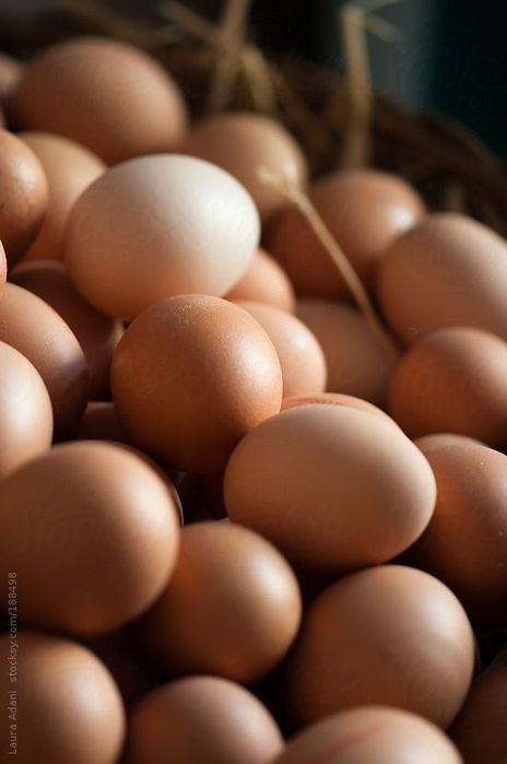 Ovos do campo - criação ar livre
