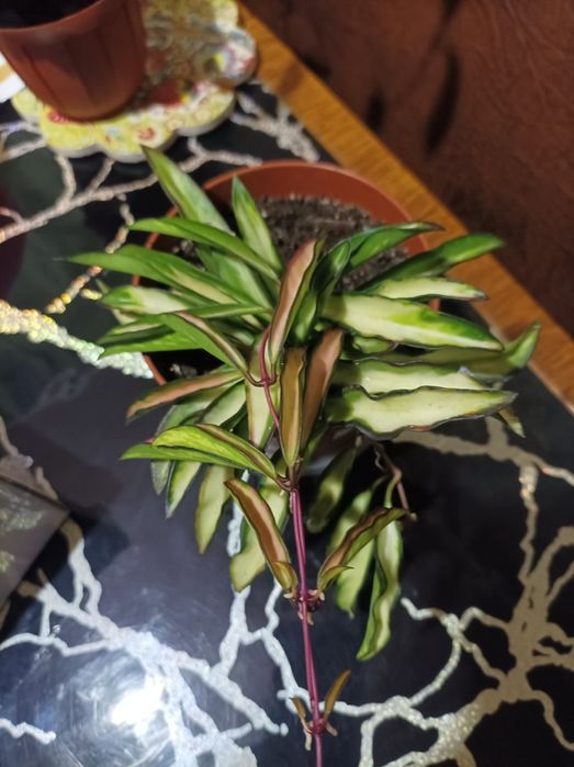 Хойя Пахіклада варієгата Мун