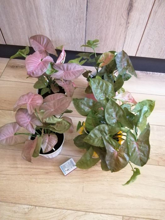 Сингониум  неон, манго, три короля . Взрослые, домашние. Недорого.