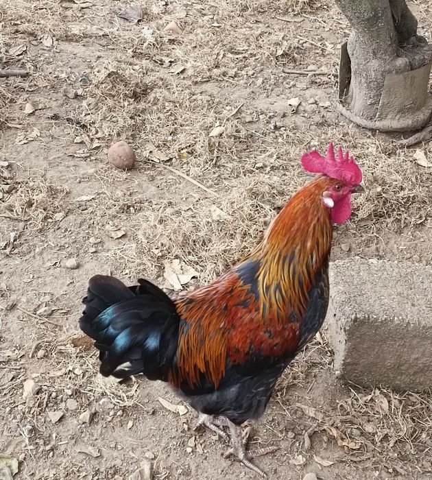 Garnisés novos - olé!