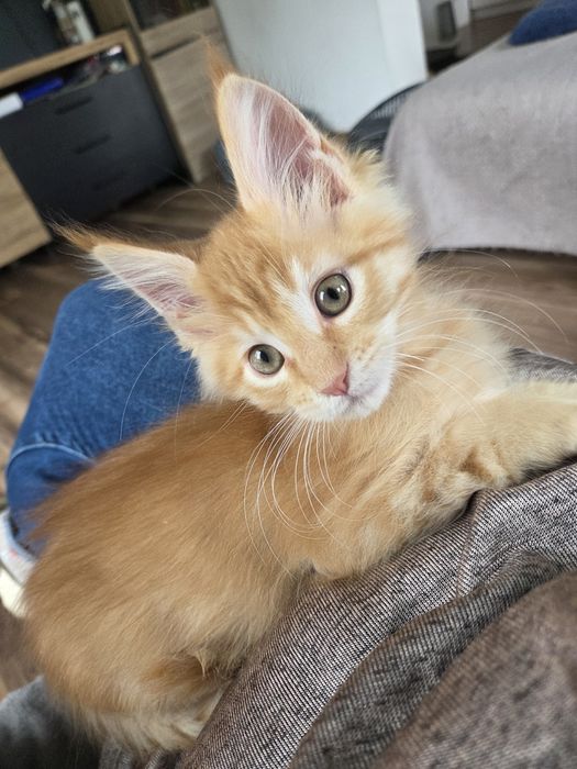 Rudy kocurek Maine Coon