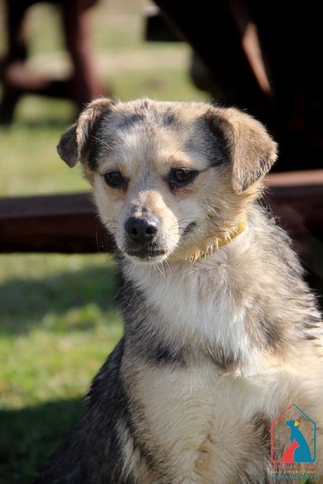 Besia 353/23 - SZUKA DOMU!