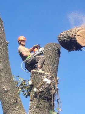 odsnieżanie dachów, usuwanie sopli  Wycinka i pielęgnacja•