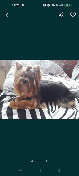 yorkshire suczka terrier rodowód