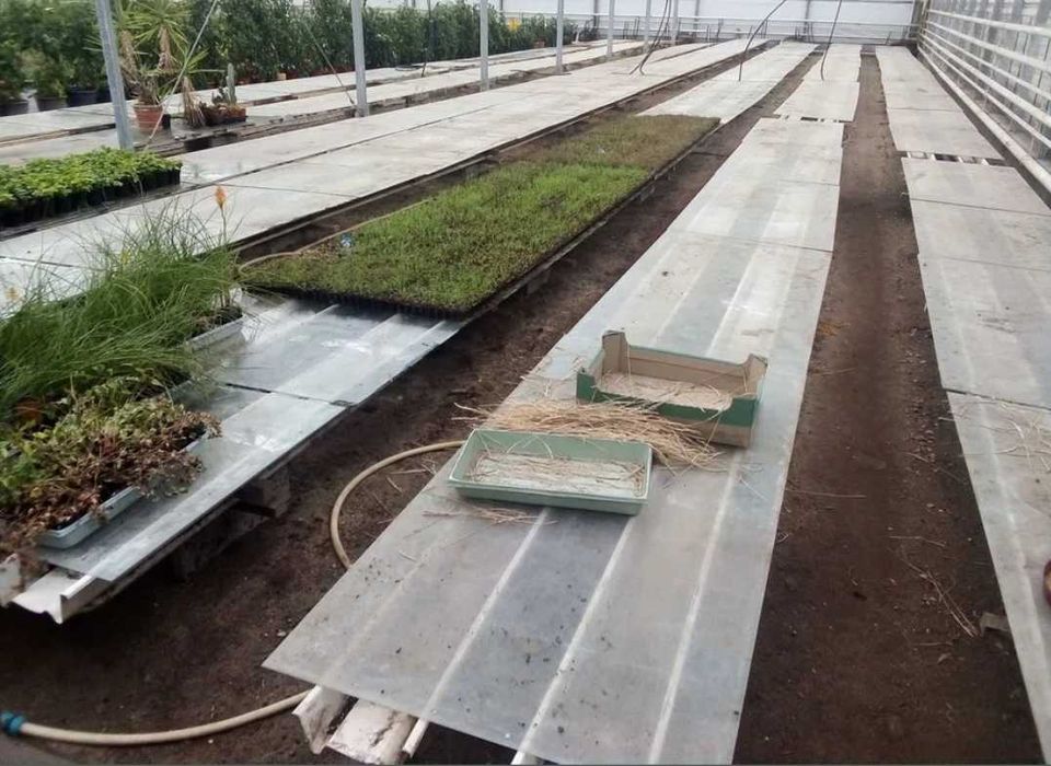 Szyba hartowana, szkło szklarniowe