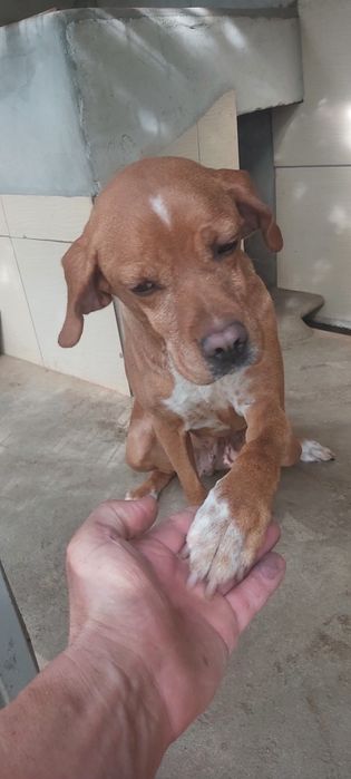 Perdigueira portuguesa com lop
