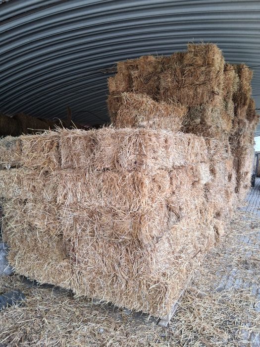 Fardos de palha de azevem pequenos e rolos