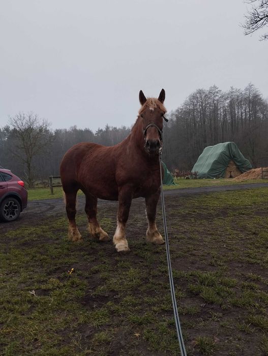 Klacz zimnokrwista 81pkt