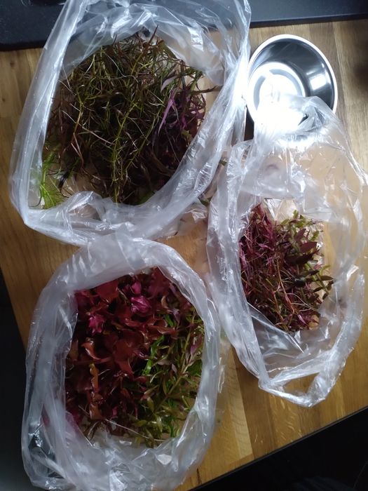 Rośliny akwariowe przycinka