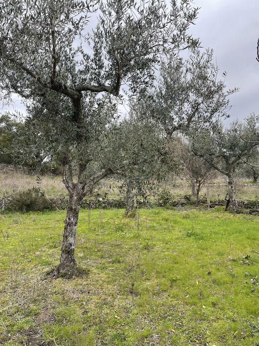 Vende-se Quinta 2500 m2