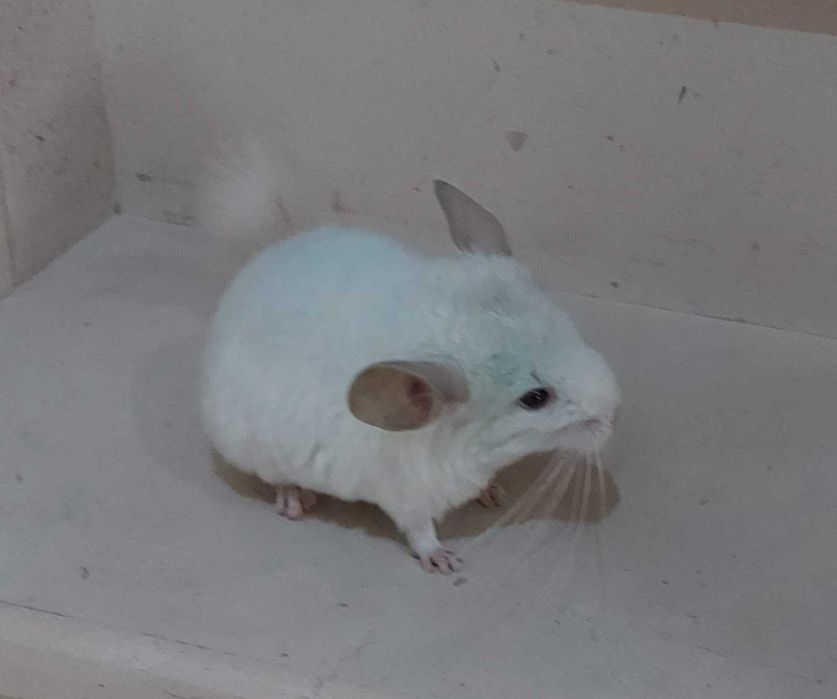 Animal de estimação