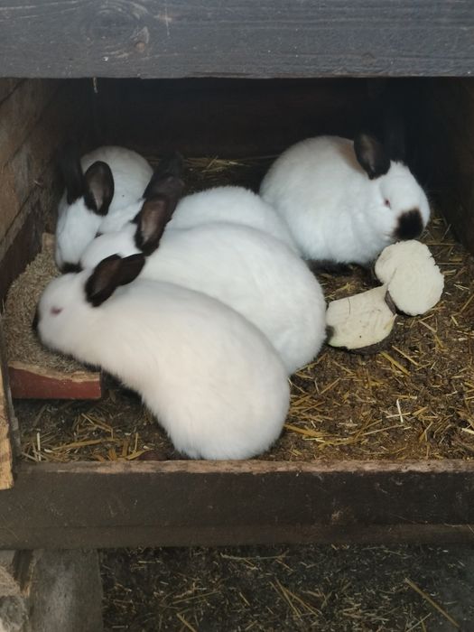 Młode Kalifornia 2 .5kg