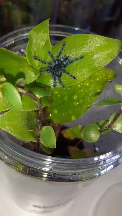 Caribena Versicolor maluchy