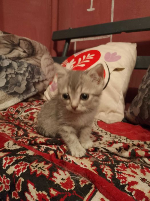 Кошеняти породи брітанська