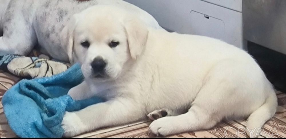 Белая Мишка и Черный Лабрадоры щенки на подарок взрослым и детям