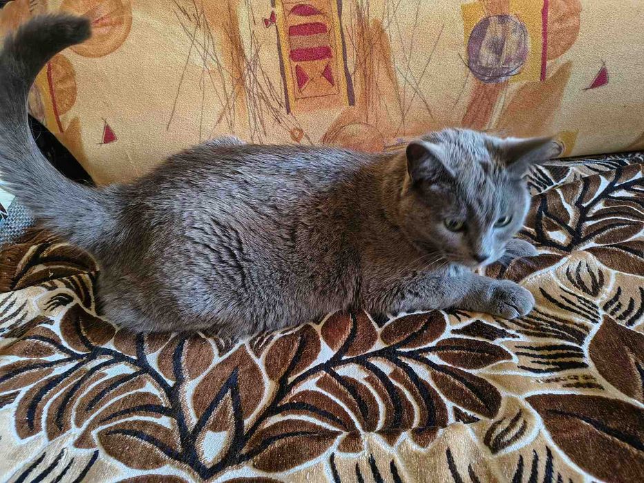 Помiчник кошеня Сонi