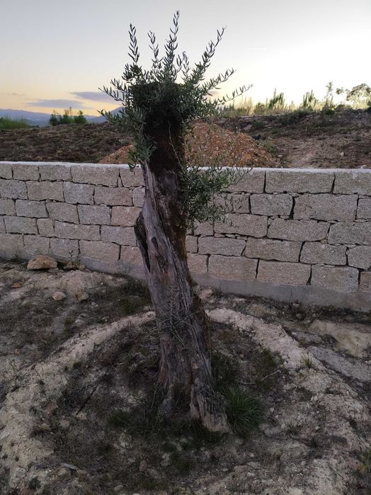 Oliveiras centenárias