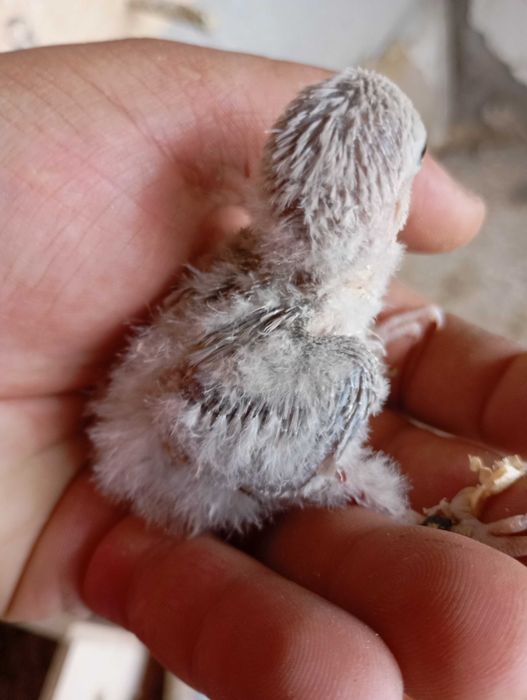 Vendo agapórnis bebé para cria a mão