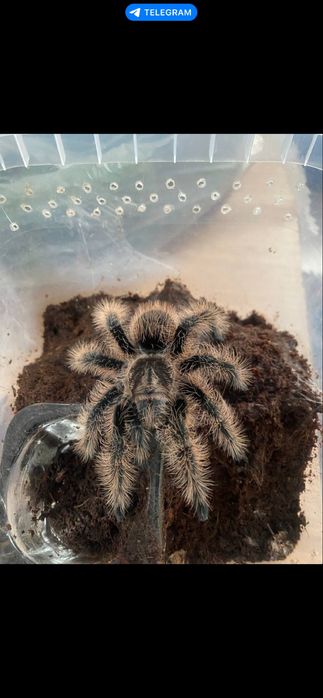 Pajak ptasznik z terrarium