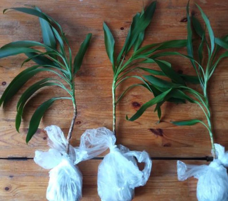 Roślina zielona sadzonka