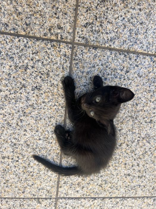 Gatinhos para adoçao
