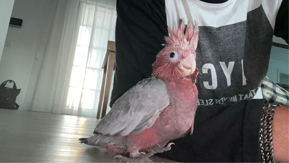 Catatuas gallah muito bonitas para acabar de criar à mão