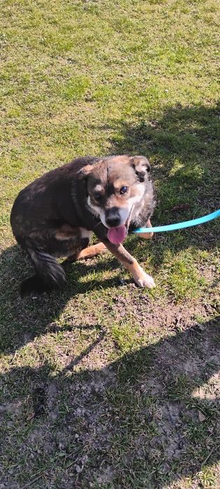 Pilnie szukamy domu.