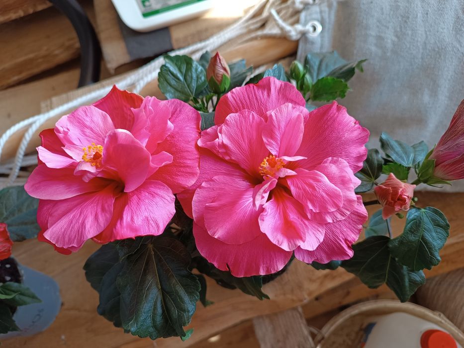 Różowy pełny Hibiskus róża chińska hibiscus Pink Double