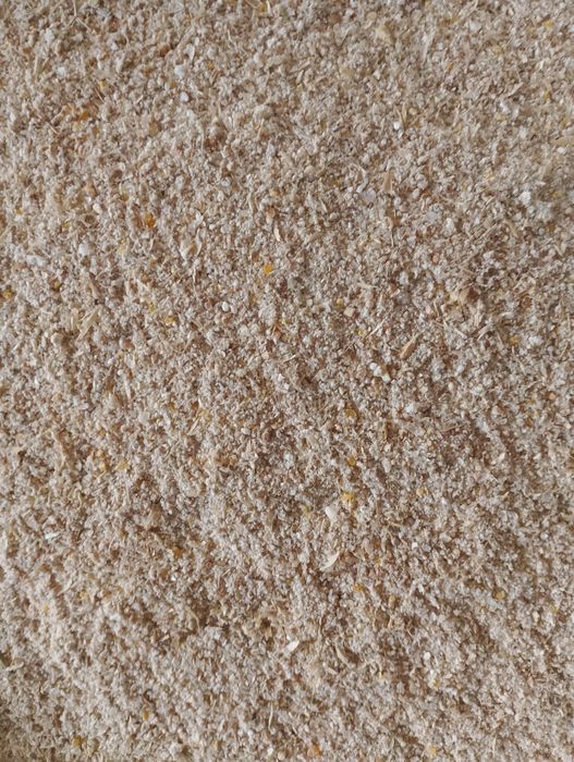 pszenica na pasze, mąkę, pasza dla kur