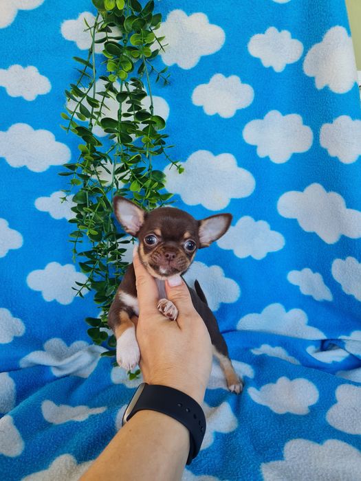 Excecional menina mini mini Chihuahua/Chiuaua,LinhagemRussa de Qualidd