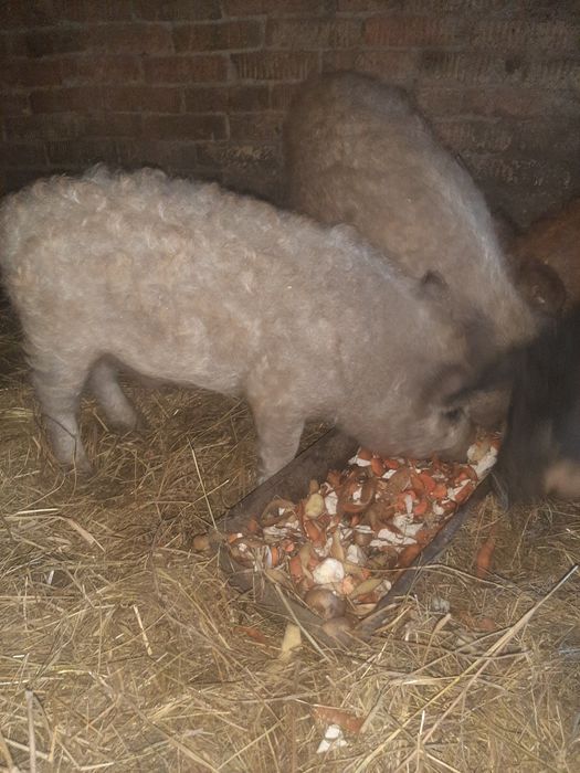 продам поросят 4.5 месяца