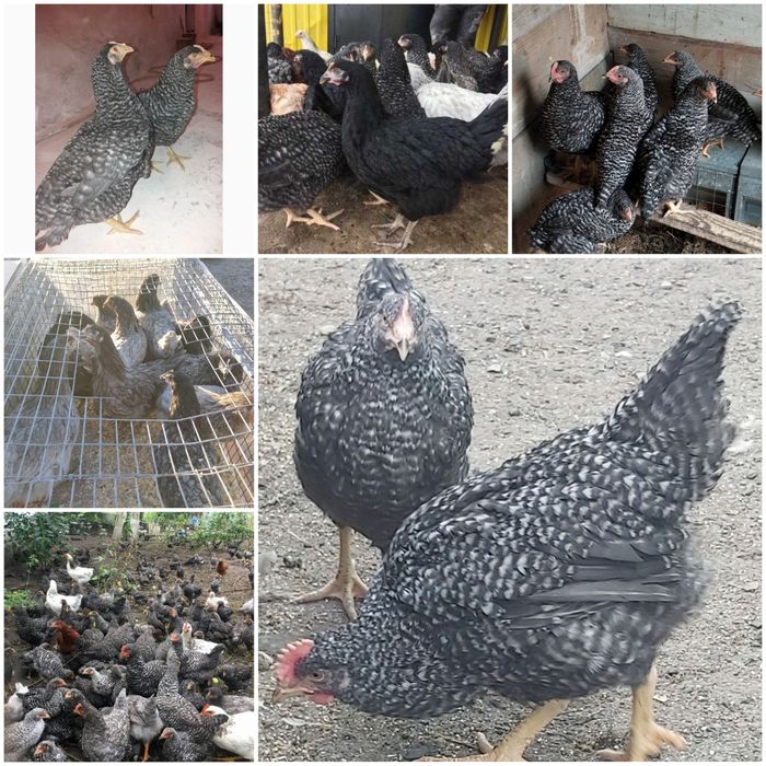 Кури 4,5 міс домінанти