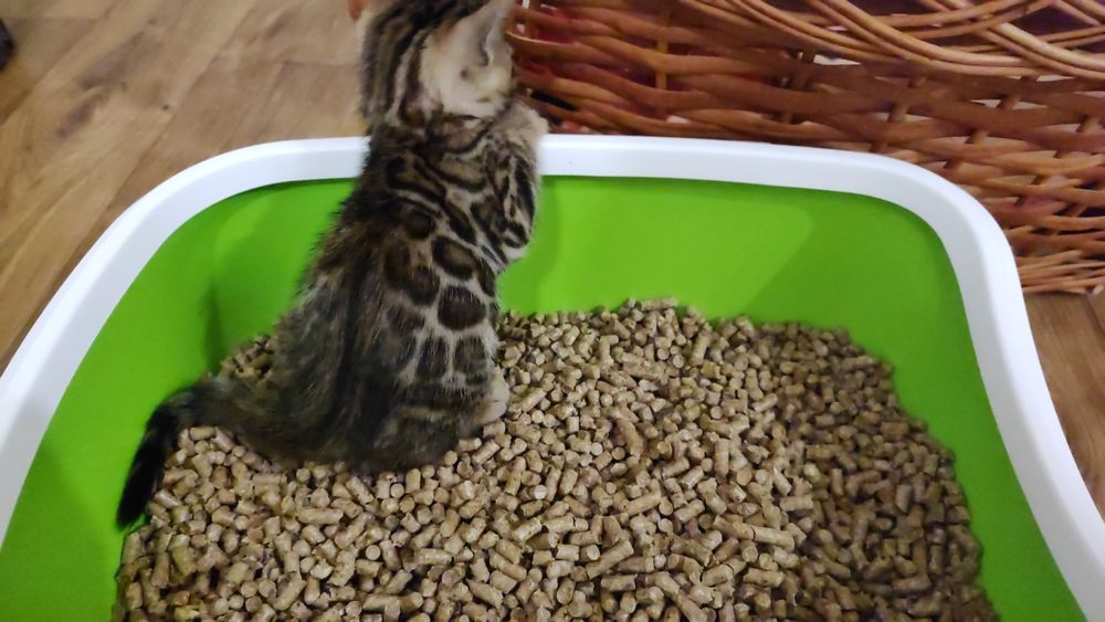 Бенгальські кошенята! Документи!