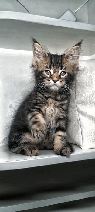 Чистокровна дівчинка мейн-кун — щастя в домi