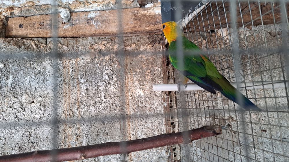 Aratinga jandaya