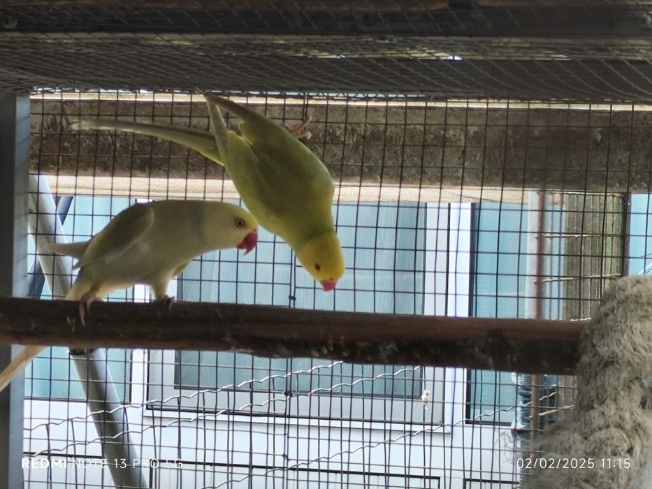 4 ringnecks para cedência três fêmeas e 1 macho.