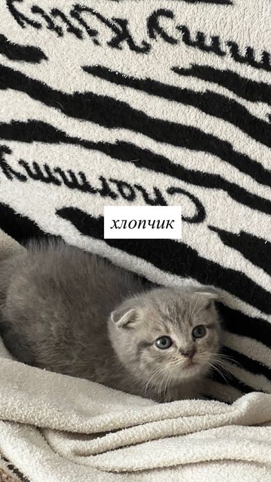 Шотландські Вислоухі