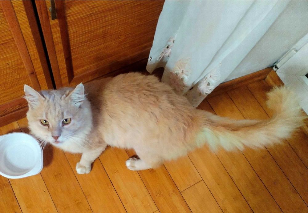 В добрі руки. Майже МЕЙН КУН шукає родину! Київ