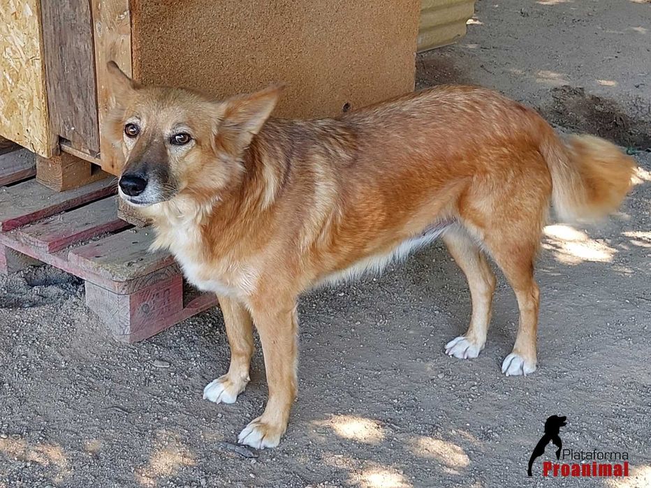 ZUCA - Cadelinha Sénior para Adoção!