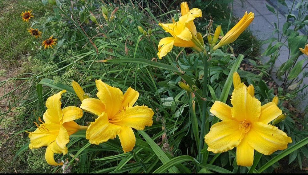 Махровий та великоквітковий  Лілейник барвінок бересклет двокол. Керія