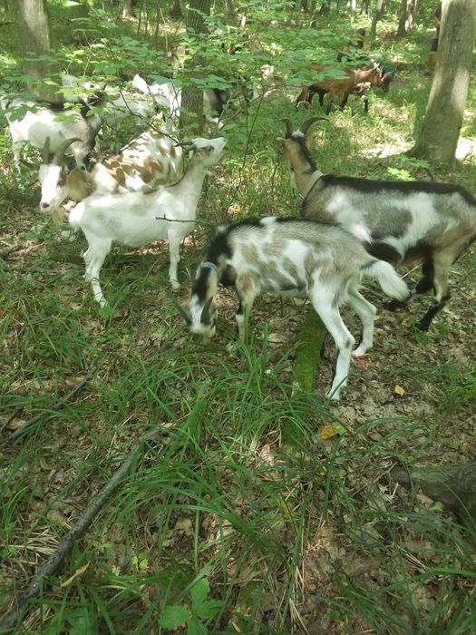 Продам молоді кози