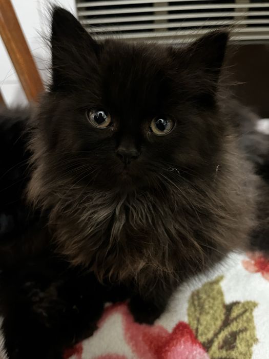 Віддам безкоштовно