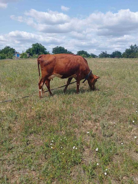 Продам корову, інформація по телефону
