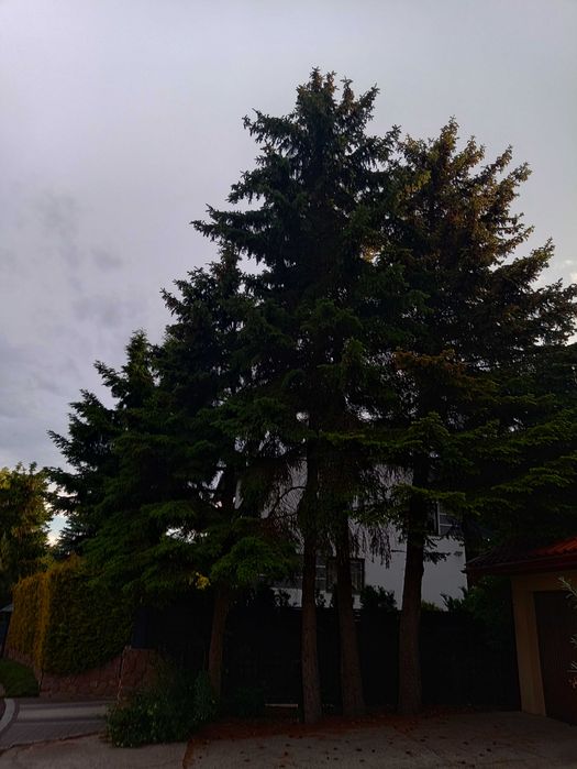 Drzewo (cztery świerki) na pniu