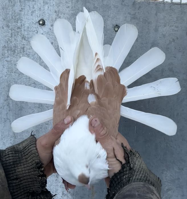 Sprzedam orliki szariki